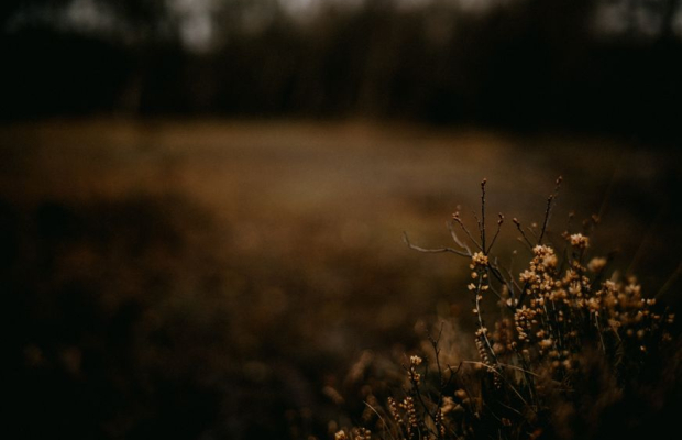 Gynekolog till uppdrag i Sverige